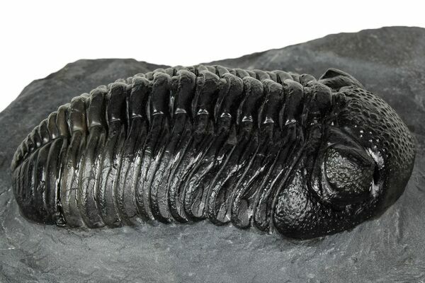 Pedinopariops, a Middle Devonian phacopid trilobite from Morocco, showcasing the classic robust form and prominent eyes typical of the order.